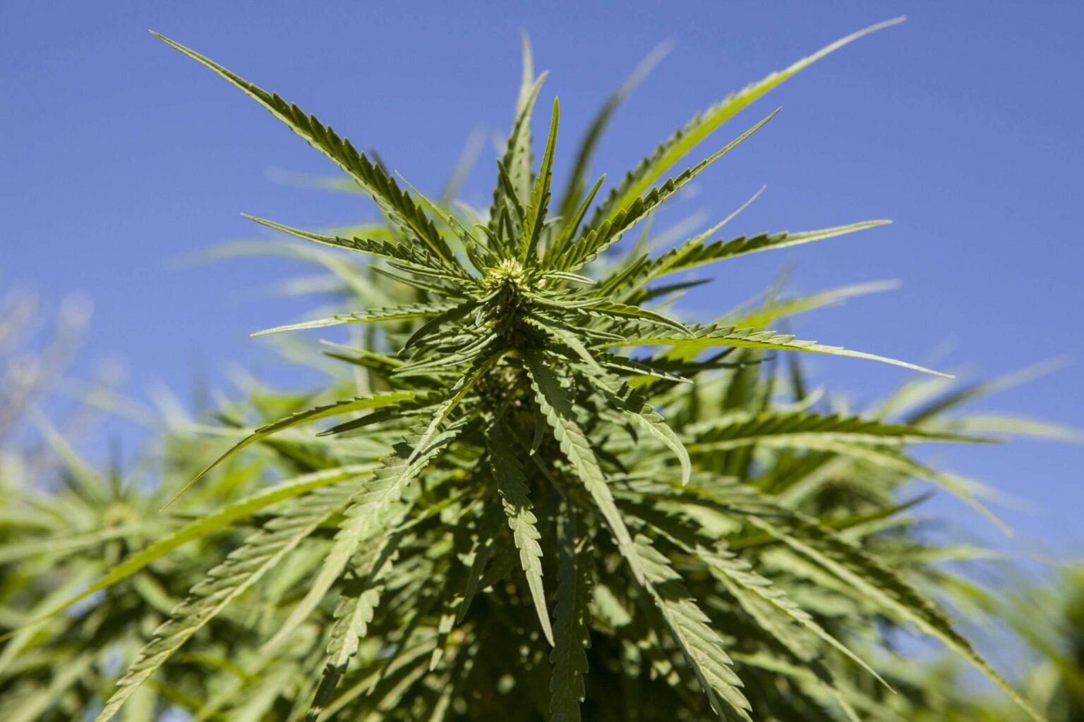 Tennessee Alcohol Wholesalers Are Grabbing Control of the State’s Hemp Market