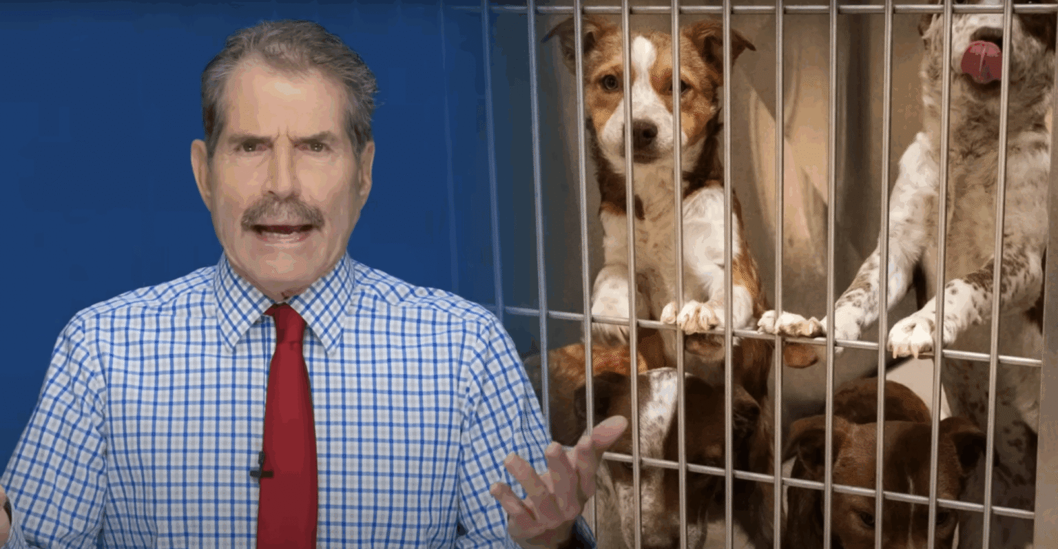 States Are Banning Retail Sales of Dogs and Cats. It’s Doing More Harm Than Good.