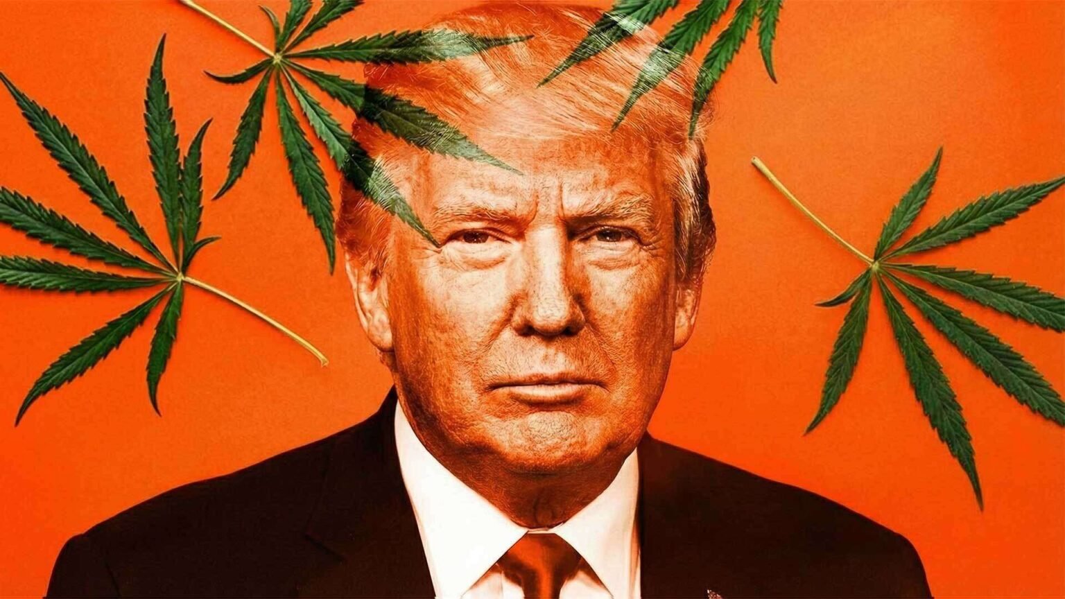 Trump Orders the ‘Expeditious’ Reclassification of Marijuana