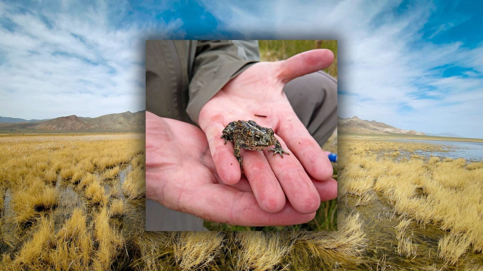 This Tiny Toad Blocked a Green Energy Project. A New Federal Rule Will Cut ‘Green’ Tape.