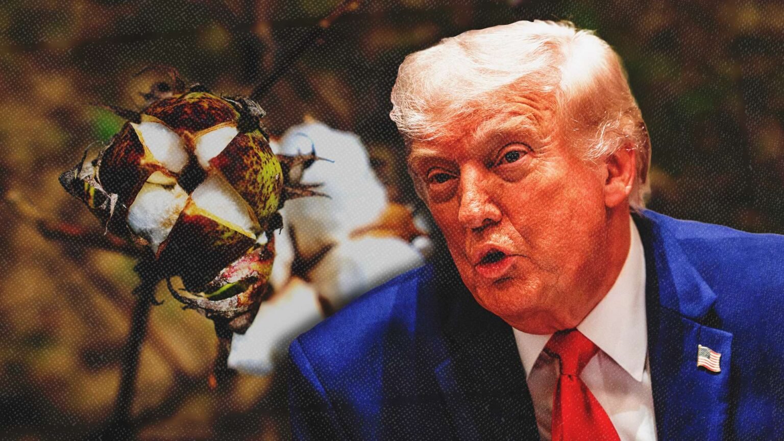 Trump’s Cotton Bailout Is Another Sign His Tariffs Aren’t Working Trump’s Cotton Bailout Is Another Sign His Tariffs Aren’t Working
