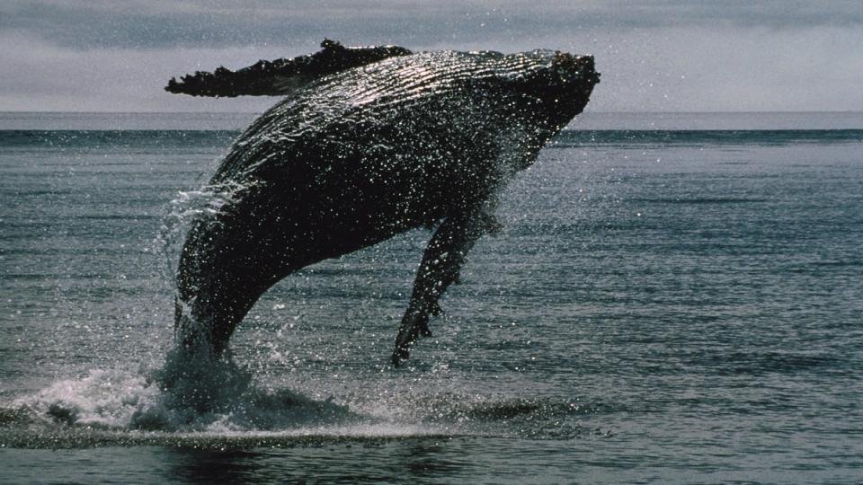 Bitcoin whales bought .7 billion of BTC in two weeks even as ETFs bled a record billion Bitcoin whales bought .7 billion of BTC in two weeks even as ETFs bled a record billion