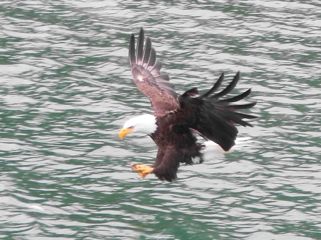 The American Bald Eagle Is Back