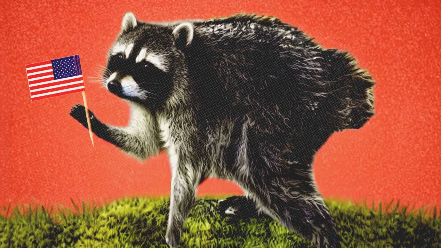 What Jimothy the Raccoon Reveals About Seattle What Jimothy the Raccoon Reveals About Seattle