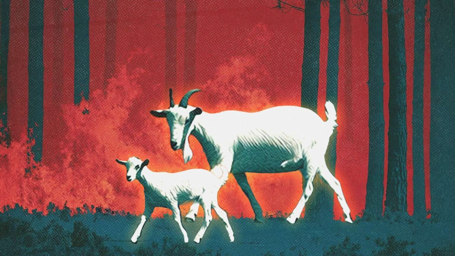 California’s War on Goats Could Worsen the Wildfire Crisis