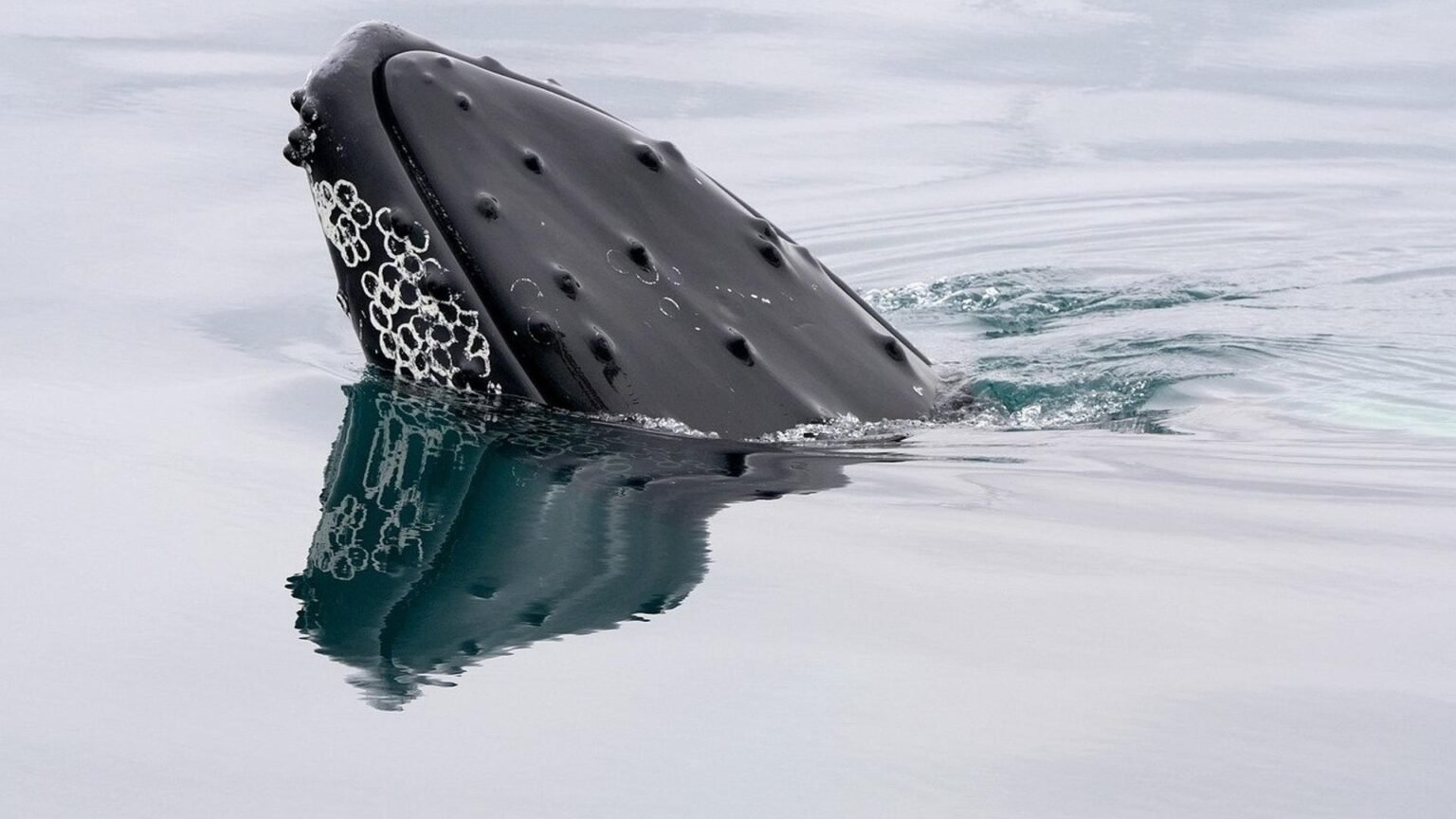Bitcoin whales load up on .2 billion in BTC as ETFs attract 0 million