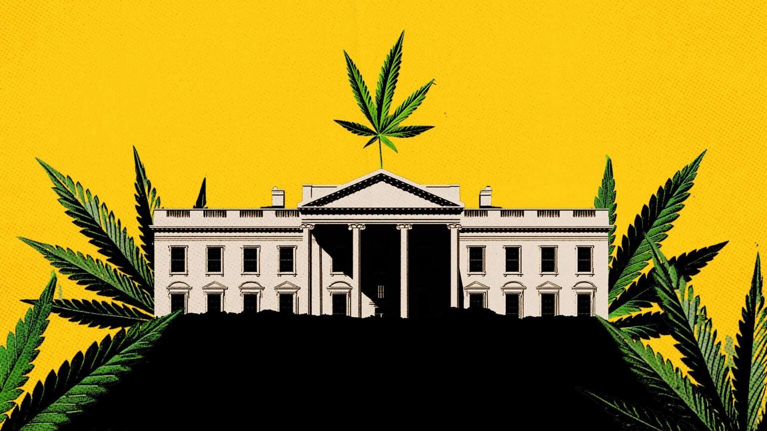 The White House’s Push To Pause the Hemp Ban Smells Like Cronyism