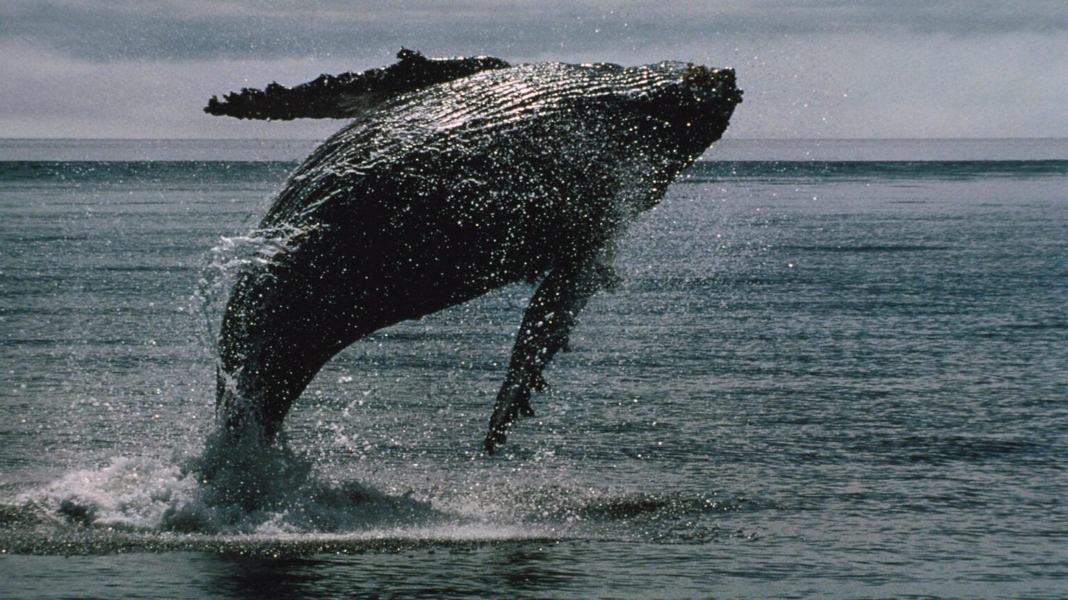 Whales keep buying the dip, but ether shows deeper capitulation