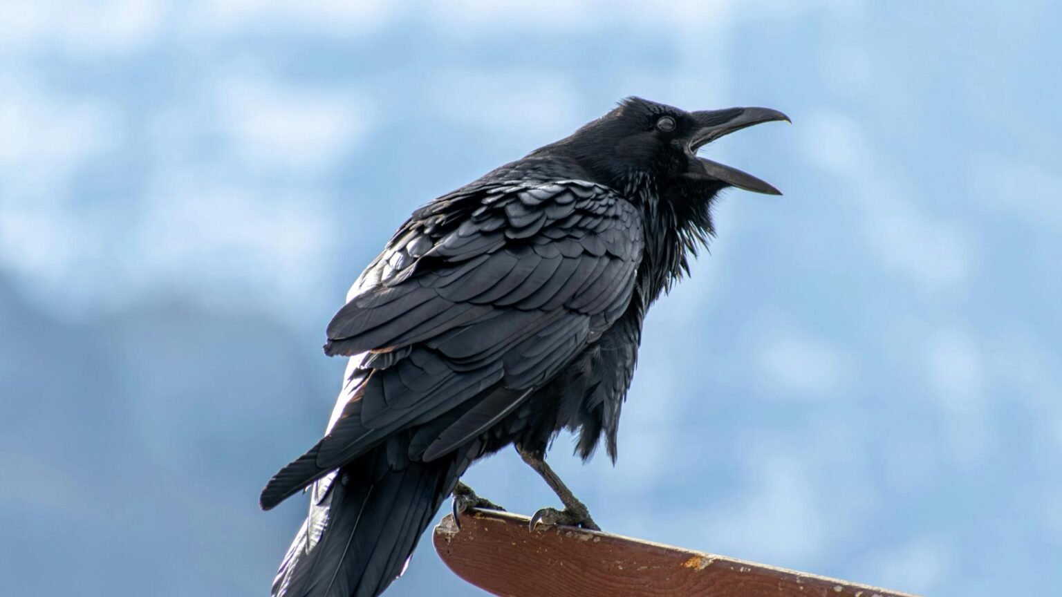 Ravencoin, a blockchain built from Bitcoin’s code, could roll back four days of transactions Ravencoin, a blockchain built from Bitcoin’s code, could roll back four days of transactions