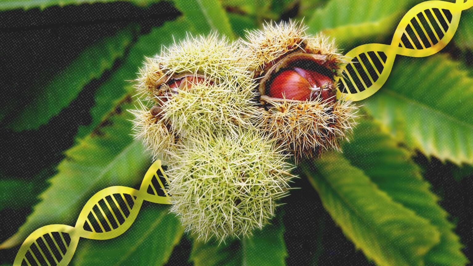 USDA Approves Bioengineered American Chestnut Tree That Could Bring Them Back From Near-Extinction