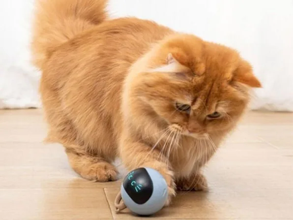 Daily Deal: Interactive Self-Rotating Cat Toy Ball Daily Deal: Interactive Self-Rotating Cat Toy Ball