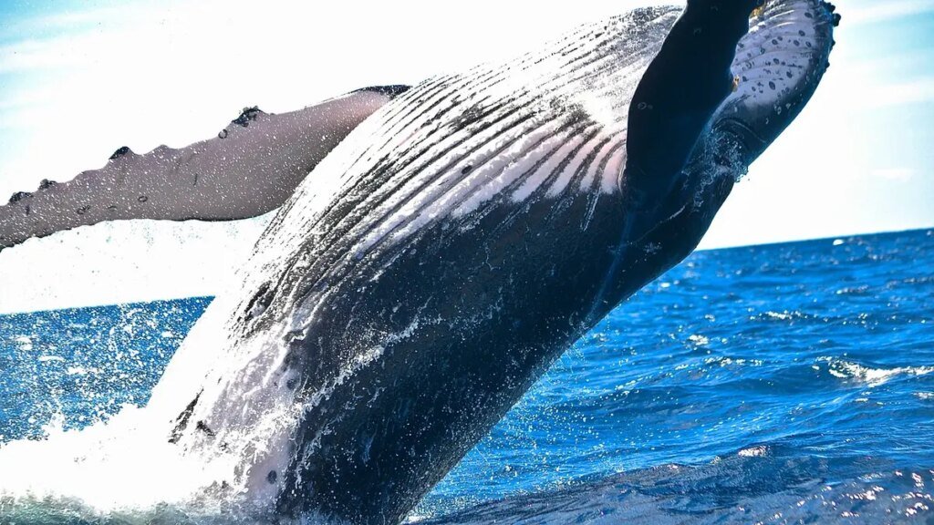 Bitcoin whale that sat through the March 2020 crash moves 8 million